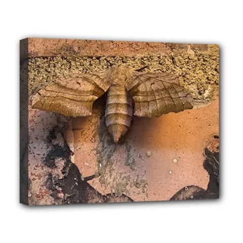 Night Moth Deluxe Canvas 20  X 16  (stretched) by Riverwoman