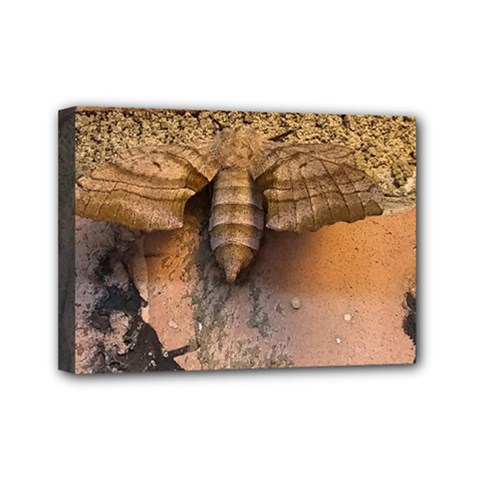 Night Moth Mini Canvas 7  X 5  (stretched) by Riverwoman