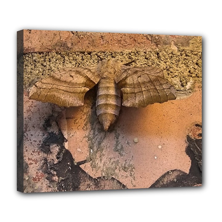 Night moth Deluxe Canvas 24  x 20  (Stretched)