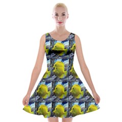 Fish Velvet Skater Dress