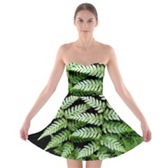 Fern Plant Leaf Green Botany Strapless Bra Top Dress