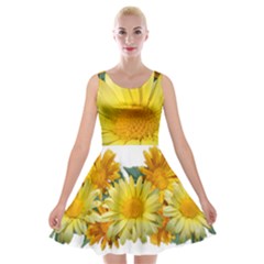 Daisies Flowers Yellow Arrangement Velvet Skater Dress by Pakrebo