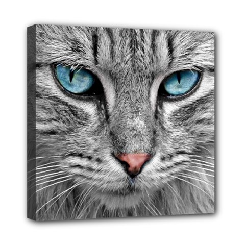 Cat Animal Cat Portrait Mackerel Mini Canvas 8  X 8  (stretched) by Sudhe