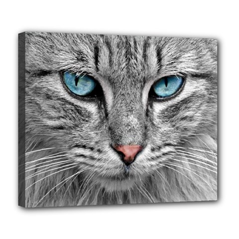 Cat Animal Cat Portrait Mackerel Deluxe Canvas 24  X 20  (stretched) by Sudhe