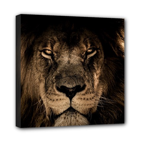 African Lion Wildcat Mane Closeup Mini Canvas 8  X 8  (stretched) by Sudhe