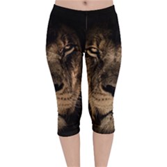 African Lion Wildcat Mane Closeup Velvet Capri Leggings  by Sudhe