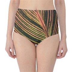 Leaf Patten Lines Colorful Plant Classic High-waist Bikini Bottoms