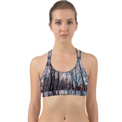 Winter Tree Park Sky Nature Back Web Sports Bra by Simbadda