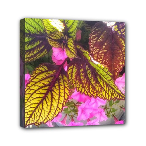 Coleus & Petunia Mini Canvas 6  X 6  (stretched) by Riverwoman