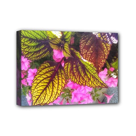 Coleus & Petunia Mini Canvas 7  X 5  (stretched) by Riverwoman