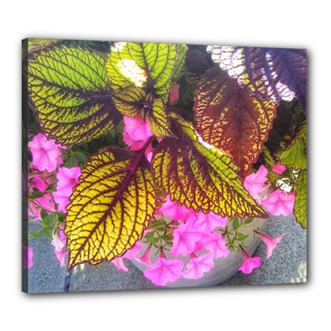 Coleus & Petunia Canvas 24  X 20  (stretched) by Riverwoman