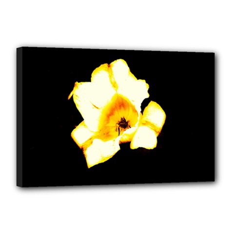 Yellow And Orange Tulip Canvas 18  X 12  (stretched) by okhismakingart