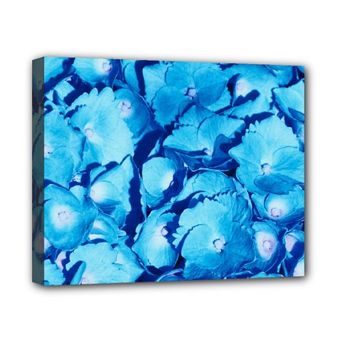 Hydrangea Blue Petals Flower Canvas 10  X 8  (stretched) by Simbadda