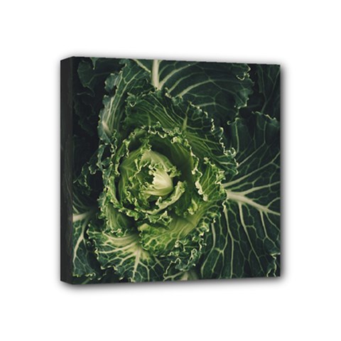 Plant Leaf Flower Green Produce Vegetable Botany Flora Cabbage Macro Photography Flowering Plant Mini Canvas 4  X 4  (stretched) by Vaneshart