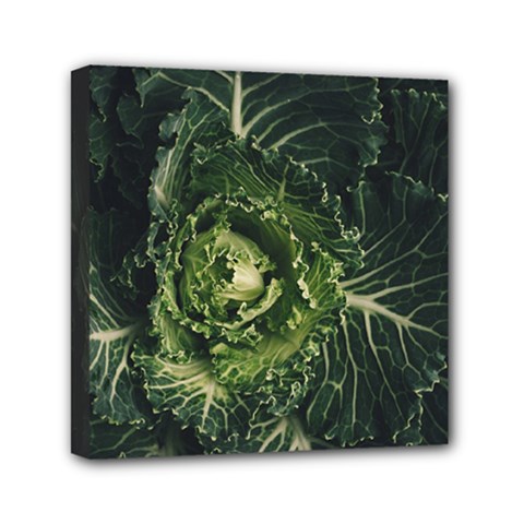 Plant Leaf Flower Green Produce Vegetable Botany Flora Cabbage Macro Photography Flowering Plant Mini Canvas 6  X 6  (stretched) by Vaneshart