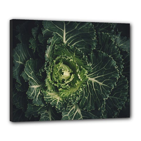 Plant Leaf Flower Green Produce Vegetable Botany Flora Cabbage Macro Photography Flowering Plant Canvas 20  X 16  (stretched) by Vaneshart