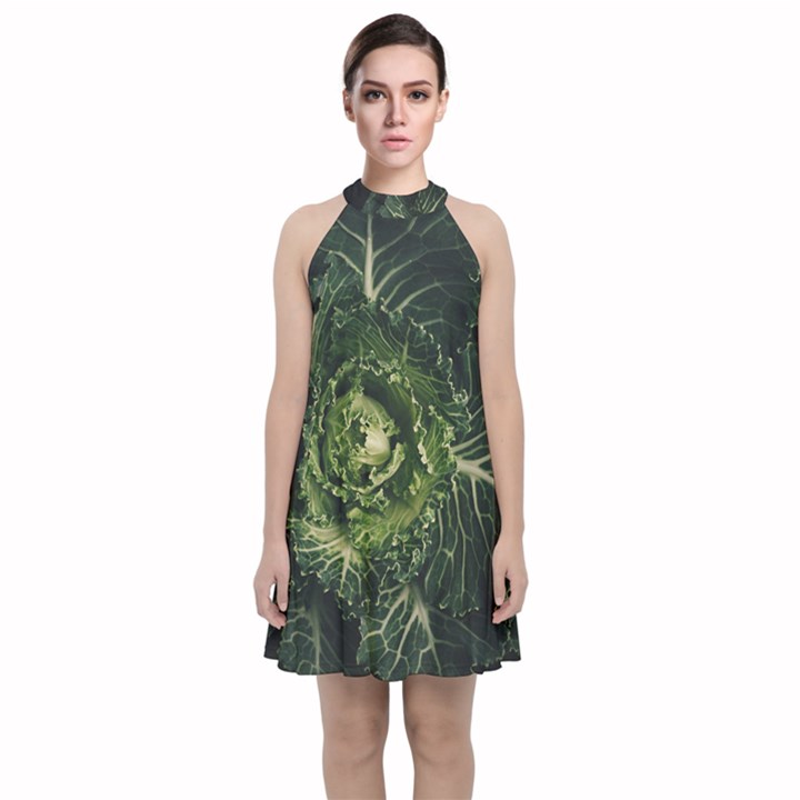 Plant Leaf Flower Green Produce Vegetable Botany Flora Cabbage Macro Photography Flowering Plant Velvet Halter Neckline Dress 