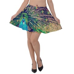 Bird Biology Fauna Material Chile Peacock Plumage Feathers Symmetry Vertebrate Peafowl Velvet Skater Skirt by Vaneshart