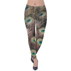 Bird 4099645 960 720 Velvet Leggings