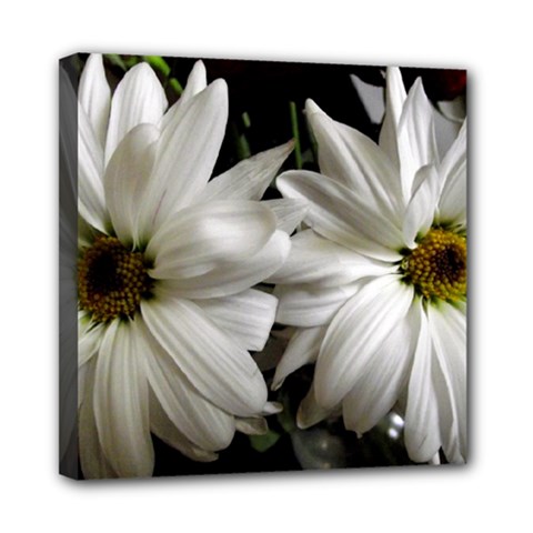 Daisies Mini Canvas 8  X 8  (stretched) by bestdesignintheworld