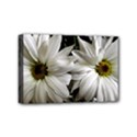 Daisies Mini Canvas 6  x 4  (Stretched) View1