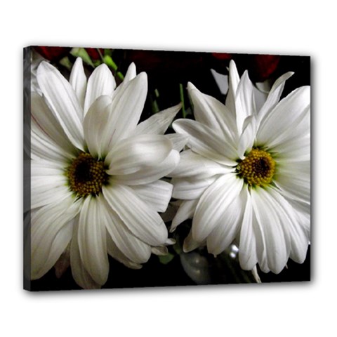 Daisies Canvas 20  X 16  (stretched) by bestdesignintheworld