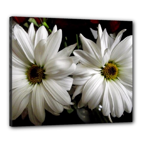 Daisies Canvas 24  X 20  (stretched) by bestdesignintheworld