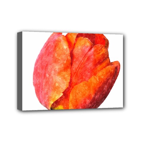 Spring Tulip Red Watercolor Aquarel Mini Canvas 7  X 5  (stretched) by picsaspassion