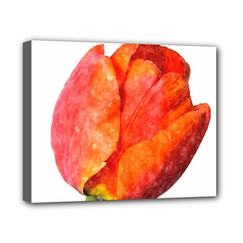 Spring Tulip Red Watercolor Aquarel Canvas 10  X 8  (stretched) by picsaspassion