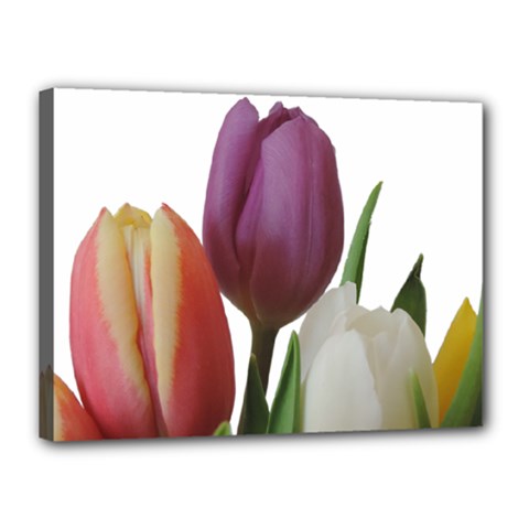 Tulips Spring Bouquet Canvas 16  X 12  (stretched) by picsaspassion