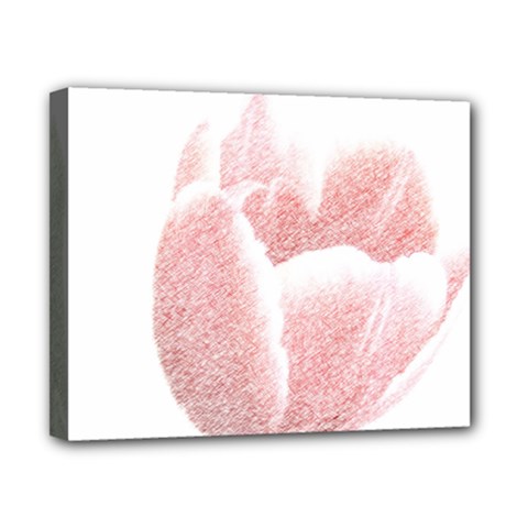 Tulip Red White Pencil Drawing Canvas 10  X 8  (stretched) by picsaspassion