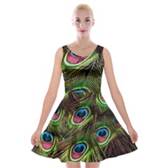 Peacock Feathers Color Plumage Velvet Skater Dress