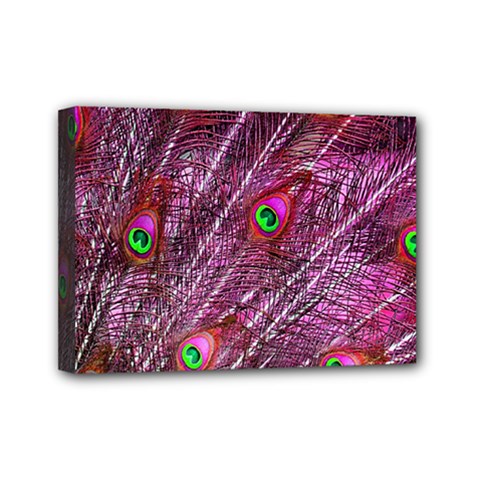 Peacock Feathers Color Plumage Mini Canvas 7  X 5  (stretched) by Sapixe