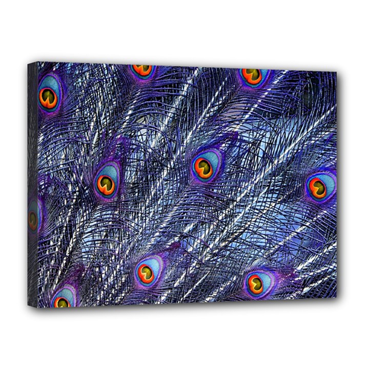 Peacock Feathers Color Plumage Blue Canvas 16  x 12  (Stretched)