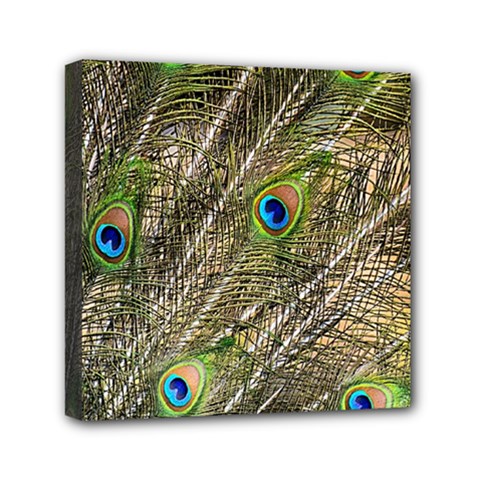 Peacock Feathers Color Plumage Green Mini Canvas 6  X 6  (stretched) by Sapixe