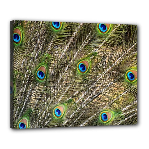 Peacock Feathers Color Plumage Green Canvas 20  X 16  (stretched) by Sapixe