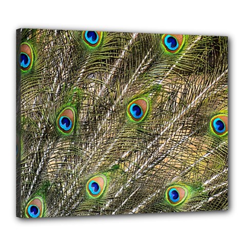 Peacock Feathers Color Plumage Green Canvas 24  X 20  (stretched) by Sapixe