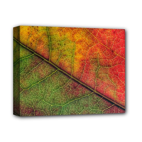 Fall Foliage Color Leaf Veins Deluxe Canvas 14  X 11  (stretched) by Wegoenart