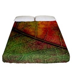 Fall Foliage Color Leaf Veins Fitted Sheet (queen Size) by Wegoenart