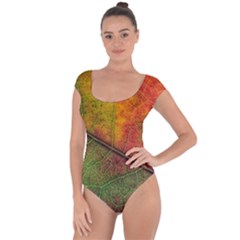 Fall Foliage Color Leaf Veins Short Sleeve Leotard 