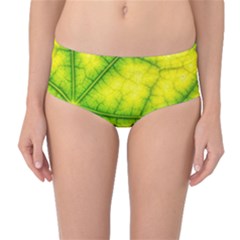 Photosynthesis Leaf Green Structure Mid-waist Bikini Bottoms by Wegoenart