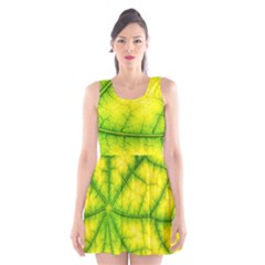 Photosynthesis Leaf Green Structure Scoop Neck Skater Dress by Wegoenart