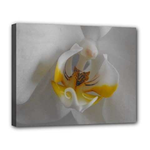 Orchidée Blanche Fleur Canvas 14  X 11  (stretched) by kcreatif