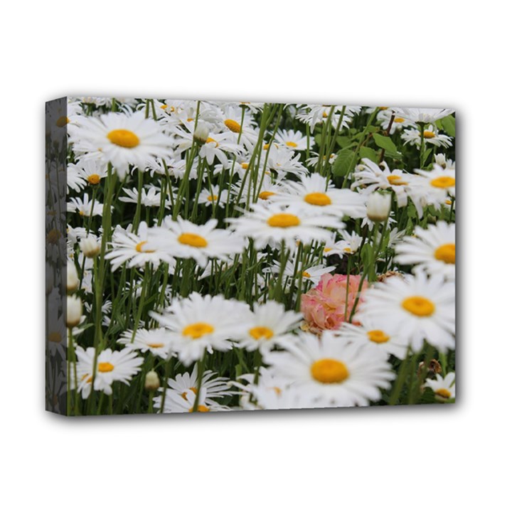 Champs de marguerites Deluxe Canvas 16  x 12  (Stretched) 