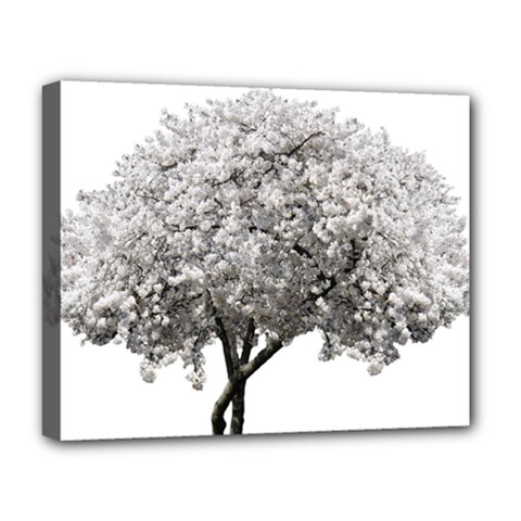 Nature Tree Blossom Bloom Cherry Deluxe Canvas 20  X 16  (stretched) by Sapixe