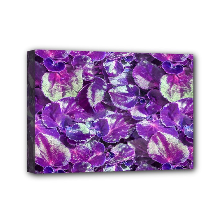 Botanical Violet Print Pattern 2 Mini Canvas 7  x 5  (Stretched)