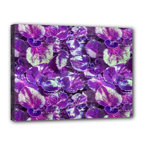 Botanical Violet Print Pattern 2 Canvas 16  X 12  (stretched) by dflcprintsclothing