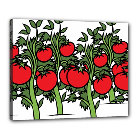 Tomato Garden Vine Plants Red Canvas 20  X 16  (stretched)