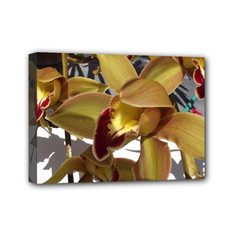 Orchids  1 1 Mini Canvas 7  X 5  (stretched) by bestdesignintheworld