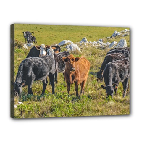 Cows At Countryside, Maldonado Department, Uruguay Canvas 16  X 12  (stretched) by dflcprints